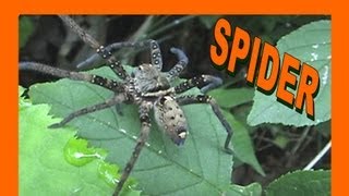 🐝 Japan Huntsman Spider Moving on Leaves - Real Japan Monsters