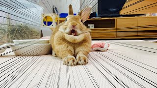 うさぎのアクビを正面で見ると迫力が凄かった　#917