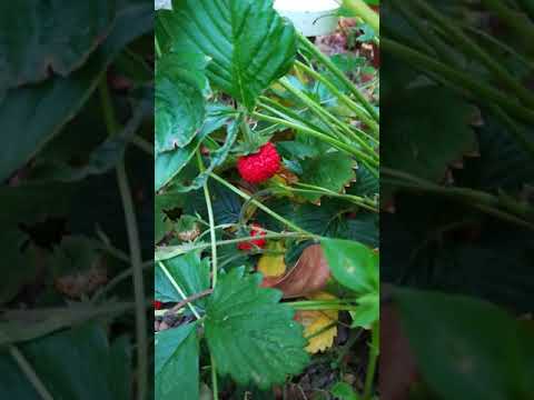 種から育てたワイルドストロベリー camera iphone 8 plus apk