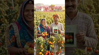 TG-Nico Hybrid Tomato | High Yielding Tomato Variety by Thrive Gene Seeds 🍅 | Best Tomato Variety |