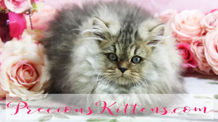 Watch the video about Amber - Female Gold Persian Kitten for Sale