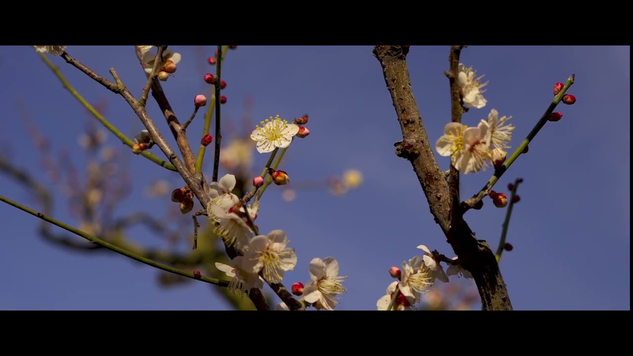 20260213栗林公園と梅