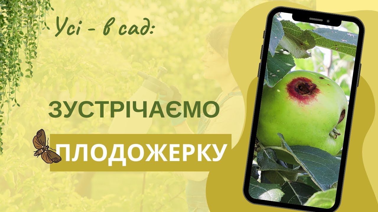Як боротися з плодожеркою: майже всі способи
