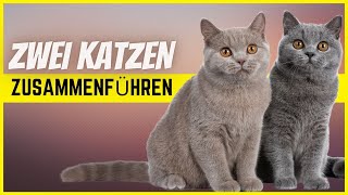 Katzen richtig zusammenführen  So klappt es garantiert