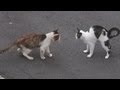 ドキュメント『猫が友達になる瞬間』