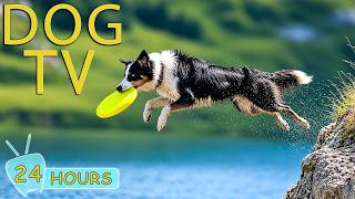 DOG TV: Best Videos to Keep Dogs Happy All Day no Boredom at Home Alone - Sothing Music for Dogs screenshot 1