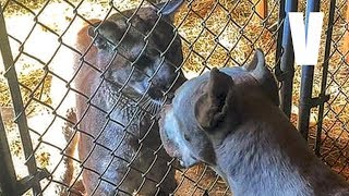 Este es el Perro cazador que enfrenta Animales salvajes - Dogo argentino vs Puma