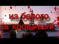 ИЗ БЕЛОГО В КРОВ@ВЫЙ | В АСТРАХАНИ БЫЛ ПРИНЯТ ЗАКОН ОБ УСЫПЛЕНИИ БЕЗДОМНЫХ СОБАК 2023|2024