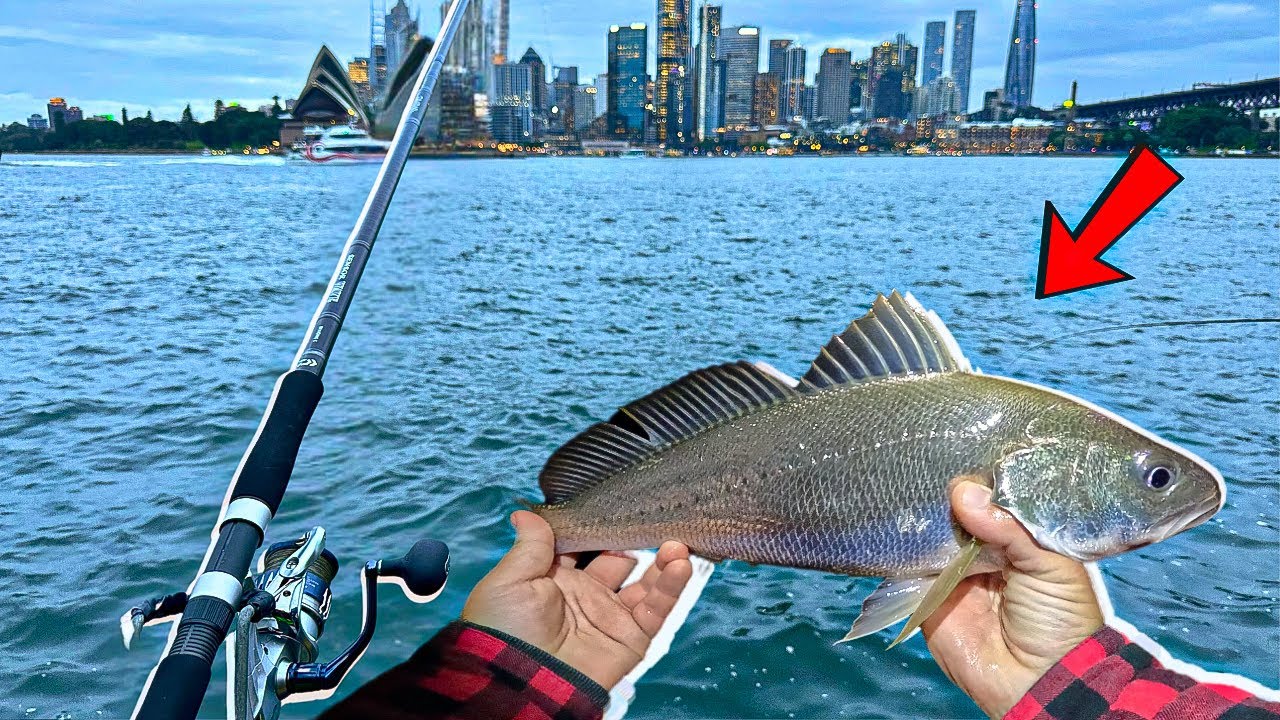 Sydney Harbour Ferry Wharf Fishing (pt2)