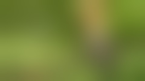 تلاوة نادرة و فريدة من نوعها من سورة النمل القارئ اسلام صبحي