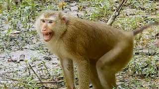 All Female Monkeys Fighting Big King Monkey They Defeat In This Battle Daily Mon