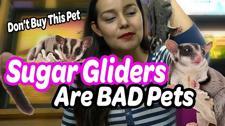 Sugar Gliders are Bad Pets | Why NOT to Buy a Sugar Glider - DayDayNews