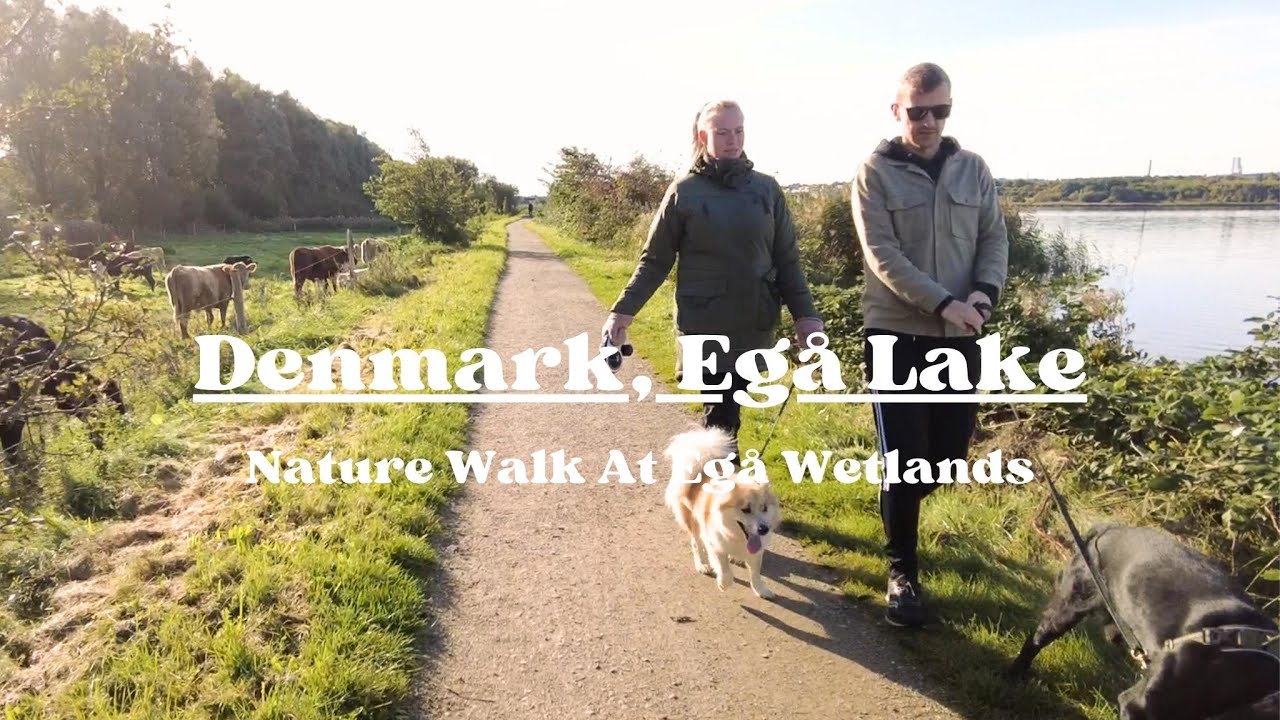 Beautiful Weekend Nature Walk - DENMARK, Egå Wetlands - Scandinavian Walking Tour 4k
