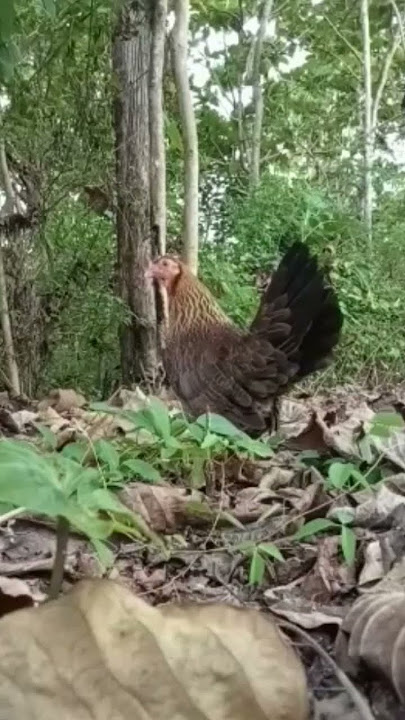 suara ayam pikat betina #ayamhutan #ayam