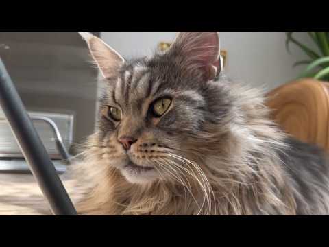 He Lost His Wife and Stopped Living. Then His Daughter Dropped Off a 19lb Maine Coon and Left