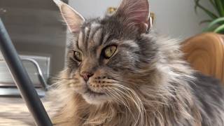 He Lost His Wife and Stopped Living. Then His Daughter Dropped Off a 19lb Maine Coon and Left