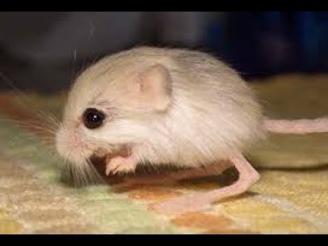 動物 癒し まさかの2頭身 小さすぎるネズミ ピグミージェルボア が可愛い Youtube
