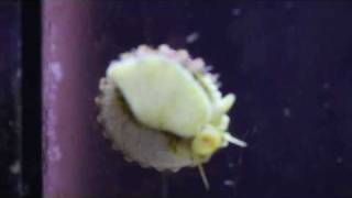 Tectus fenestratus (Turban Snail) Spawning.