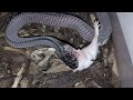 African file snake eats fuzzy mouse