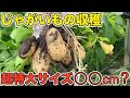 【じゃがいも収穫】超特大サイズが掘れました！男爵、メークイーン、アンデスレッドの３品種