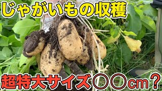 【じゃがいも収穫】超特大サイズが掘れました！男爵、メークイーン、アンデスレッドの３品種
