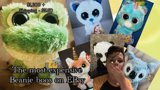 The most expensive beanie boos on EBay