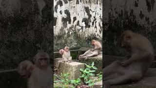 IMG 0425-#monkeyforest #lol #nature #life #travelphotography #cool #photo #monkeyforestbali #happy