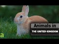 Animals in The United Kingdom: Snakes, Birds, Foxes, and More!