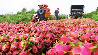 Asian Dragon fruit Farming and Harvest  Dragon fruit cultivation and process in Factory