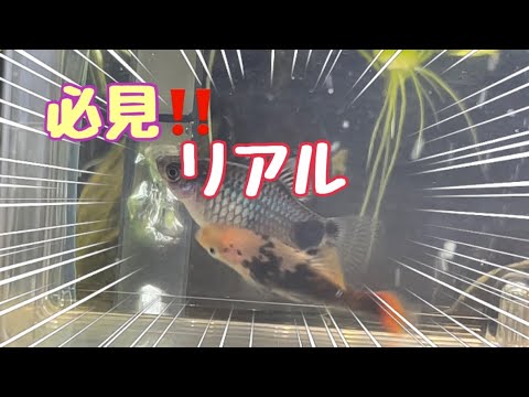 ５秒で笑える びっくり1夜に4回も ゆっくりご覧下さい ブルーミッキーマウスプラティ交尾 アクアリウム Youtube Youtube