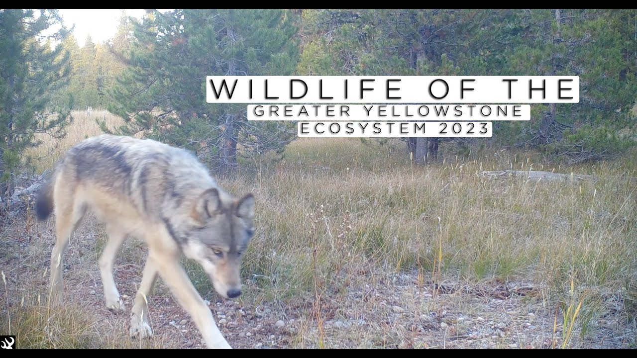 Best of Greater Yellowstone Ecosystem trail cam 