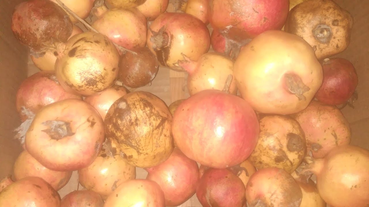 #гранат #панкреатит