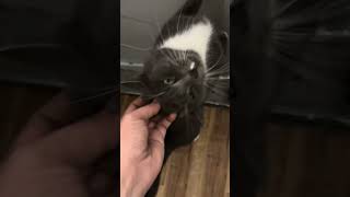 Helping My Favorite Stray Tully