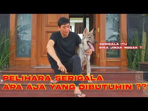 Video: Bisakah serigala menjadi hewan peliharaan yang baik?