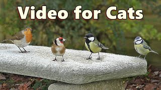 Videos for Cats to Watch ~ Winter Birds Spectcular ⭐ 8 HOURS of Cat TV ⭐