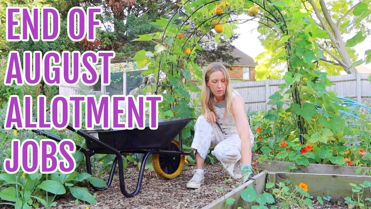 END OF AUGUST ALLOTMENT JOBS / ALLOTMENT GARDENING FOR BEGINNERS - YouTube