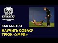 Как научить собаку команде Умри | Чем полезна эта команда в жизни | Трюк Умри