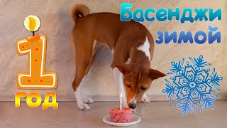 Басенджи 1 год или африканский молчун в снегах | Basenji 1 year old