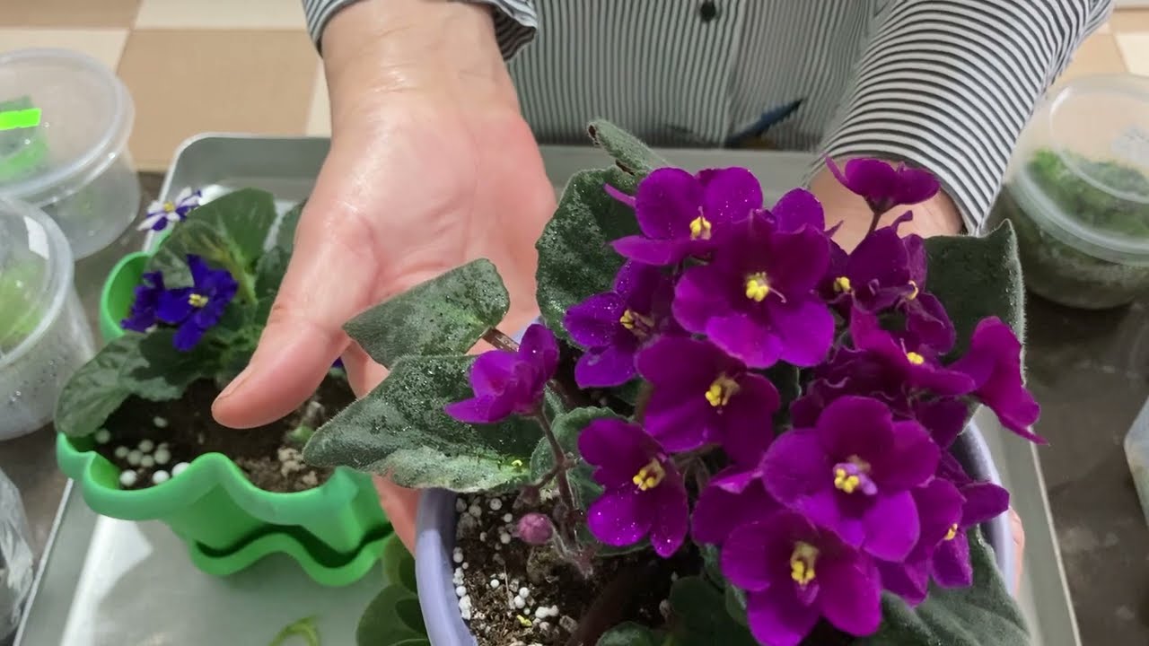 337. Menekşeleri 0  Başladım Hepsini Bahara Yaza Hazırlamaya  Çalışıyorum Sonucu Merakla Bekliyorum?