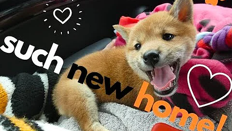 Cute Shiba Inu (Doge) Puppy's first days in her new home!