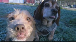 Waldo's Muttley Crew takes in central Indiana dogs living in poor environments