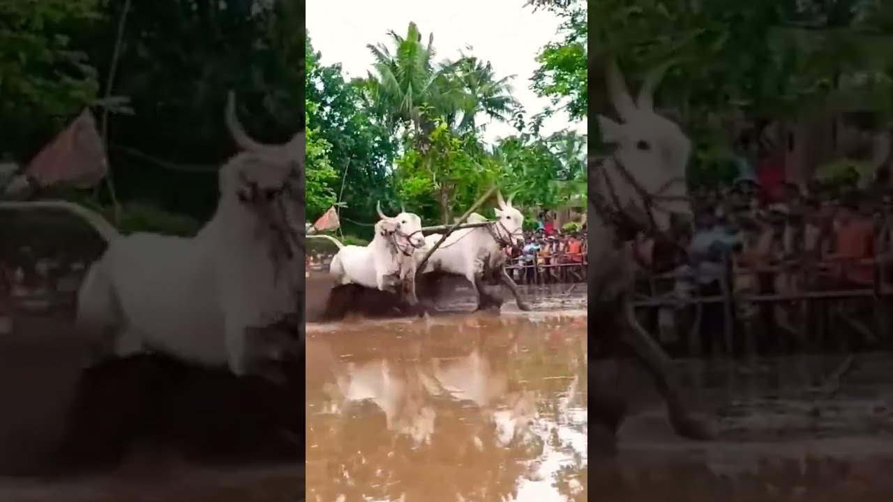 नाद ओ फक्त नाद|आपलं कोकण|apal kokan 