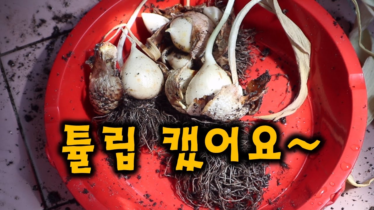 튤립, 히아신스, 구근 캐는 법, 보관하는 법,
