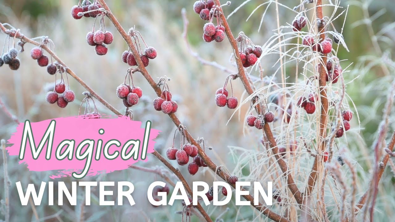 Magical Winter Garden | Frost, Seedheads & Nature’s Patterns