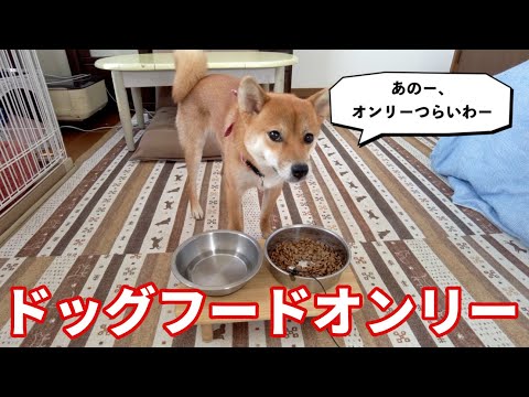 【目で語る】とにかく何かを振りかけてほしい柴犬　小夏1歳