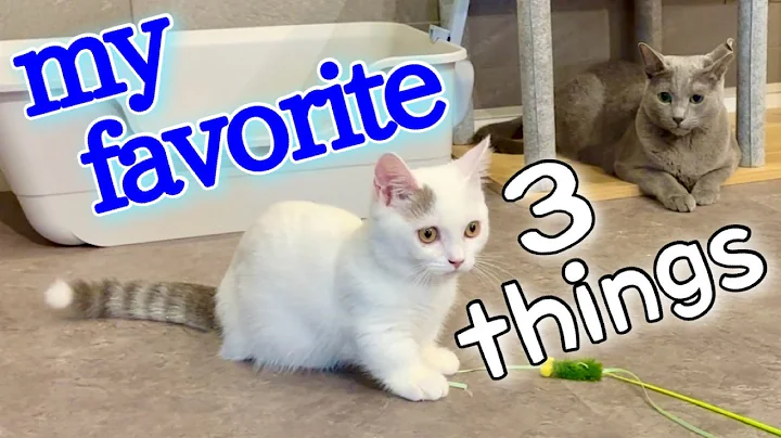 Video 11844561: munchkin, cat kitten