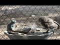 Birdbath owlet