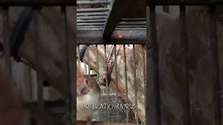 Yuhina Gacor Ngerol#Shorts