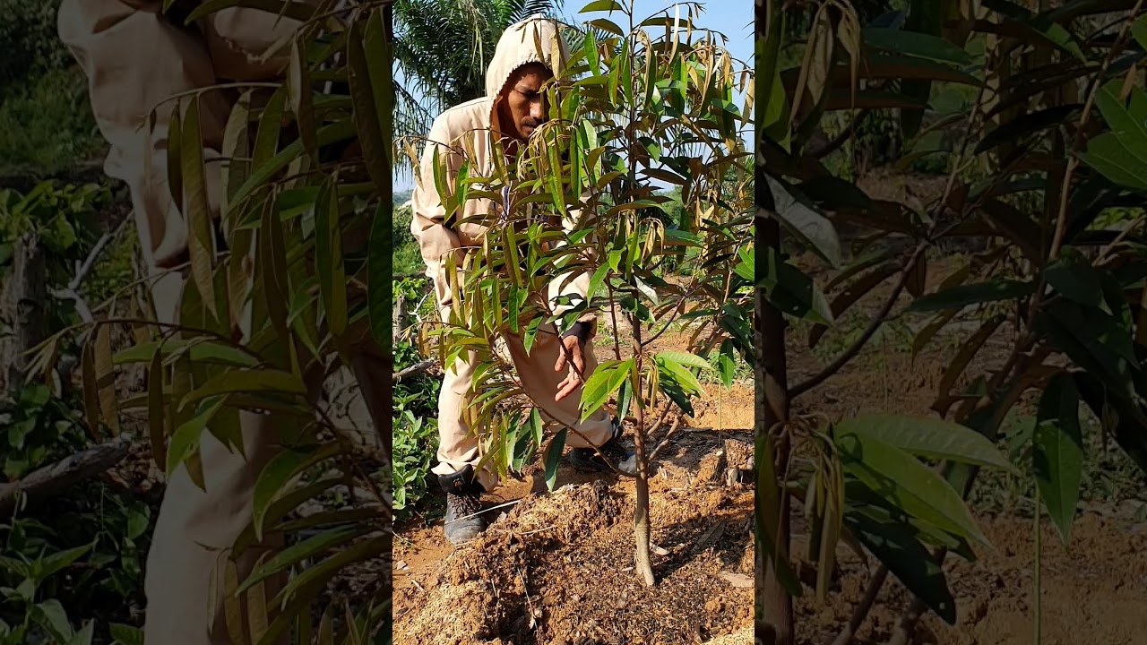 Durian musang king kaki 3 