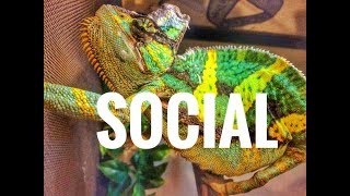 CAN VEILED CHAMELEONS BE SOCIAL?!?!